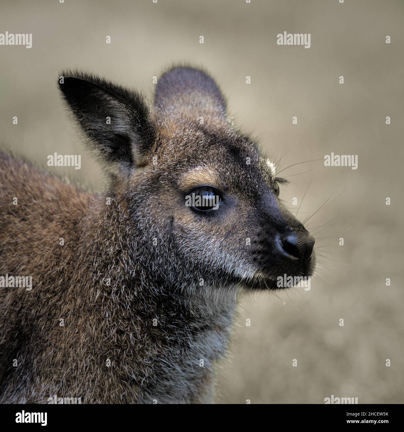 Carino ritratto di un wallaby Foto Stock
