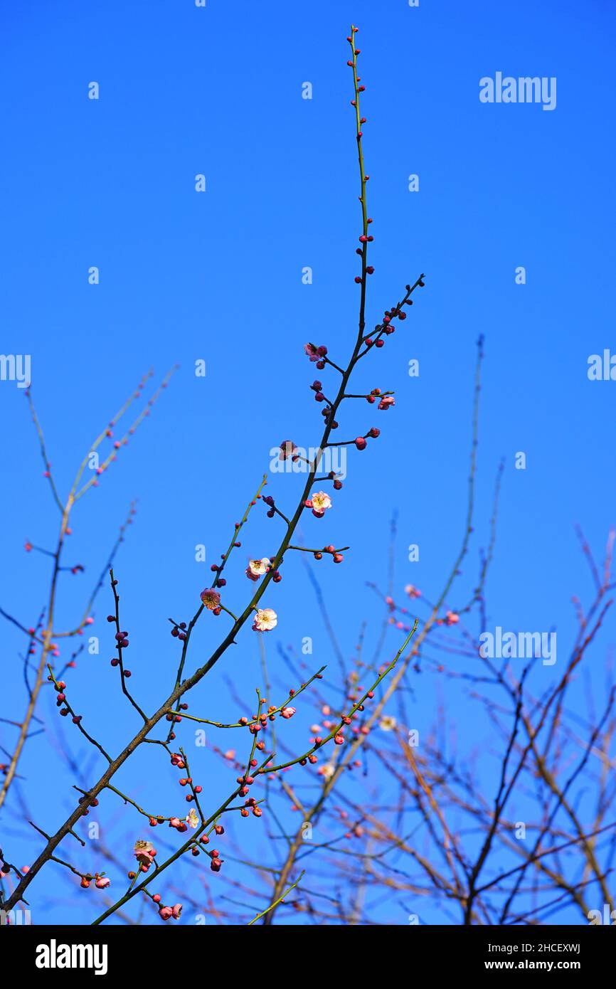 Fiore rosa blumi del giapponese ume albero di albicocca, Prunus mume Foto Stock