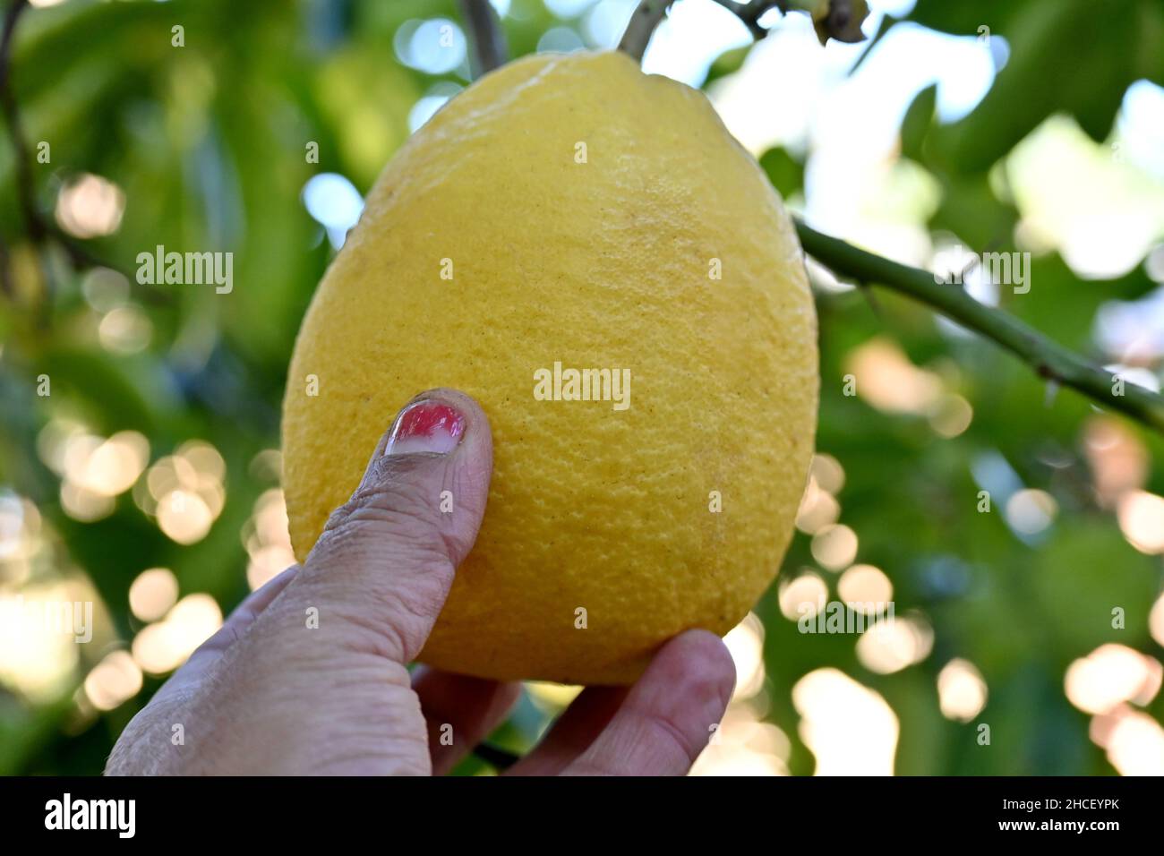 primo piano la frutta di tiglio giallo matura tenere la mano con foglie verdi e ramo nella fattoria su sfondo verde marrone fuori fuoco. Foto Stock