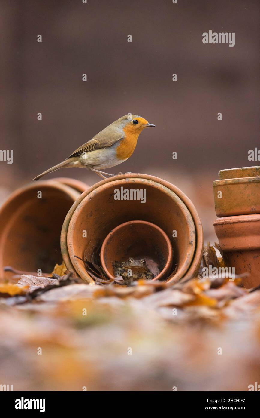 European Robin (Erithacus rubecula) adulto arroccato su vasi di fiori riparando Toad comune (Bufo bufo) adulto, Suffolk, Inghilterra, dicembre Foto Stock