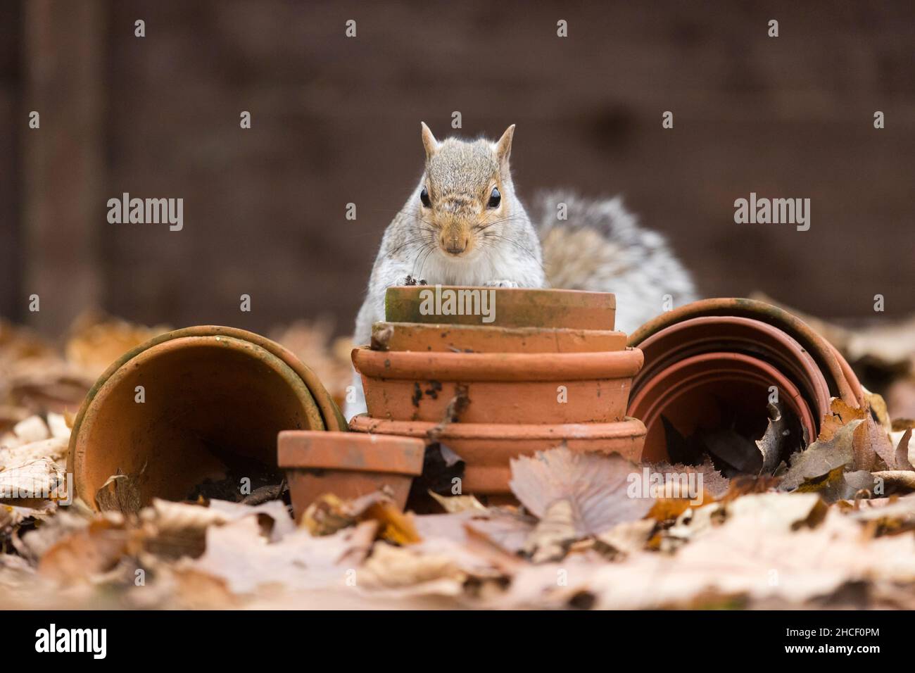 Eastern Grey Squirrel (Sciurus carolinensis) ha introdotto specie, adulto in piedi tra vasi di fiori in giardino, Suffolk, Inghilterra, dicembre Foto Stock