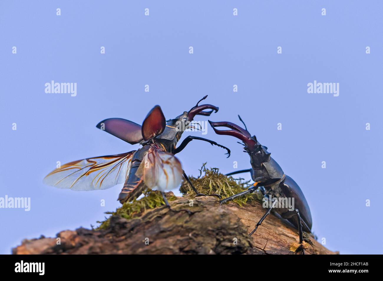 Due maschi europei di scarabeo (Lucanus cerco) che combattono / lottano con grandi mandiboli / mascelle e espongono ali e casse ali al crepuscolo in estate Foto Stock