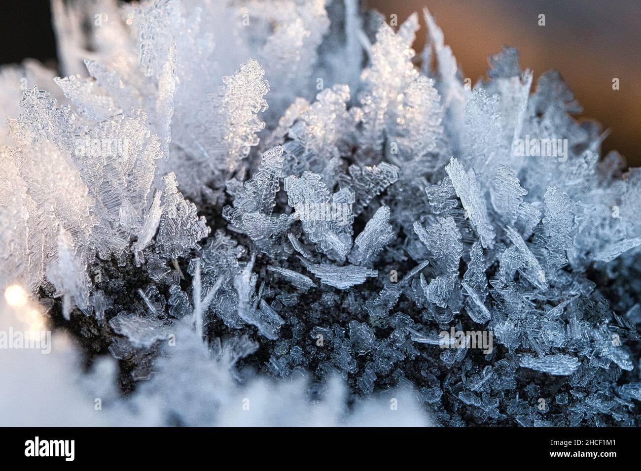 Cristalli di ghiaccio che si sono formati su un tronco di albero e sono cresciuti in altezza. Scatto invernale da Brandeburgo Foto Stock