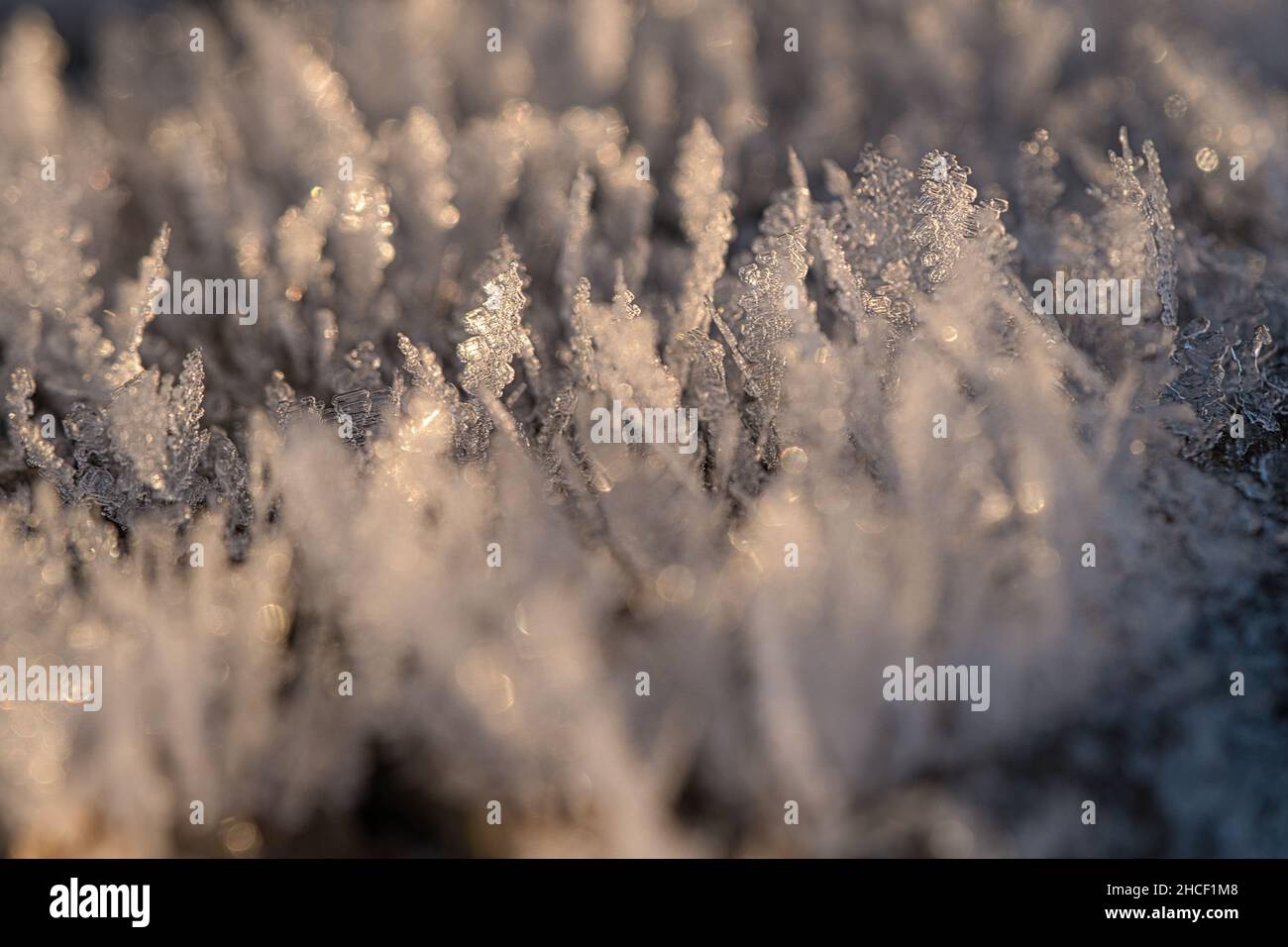 Cristalli di ghiaccio che si sono formati su un tronco di albero e sono cresciuti in altezza. Scatto invernale da Brandeburgo Foto Stock