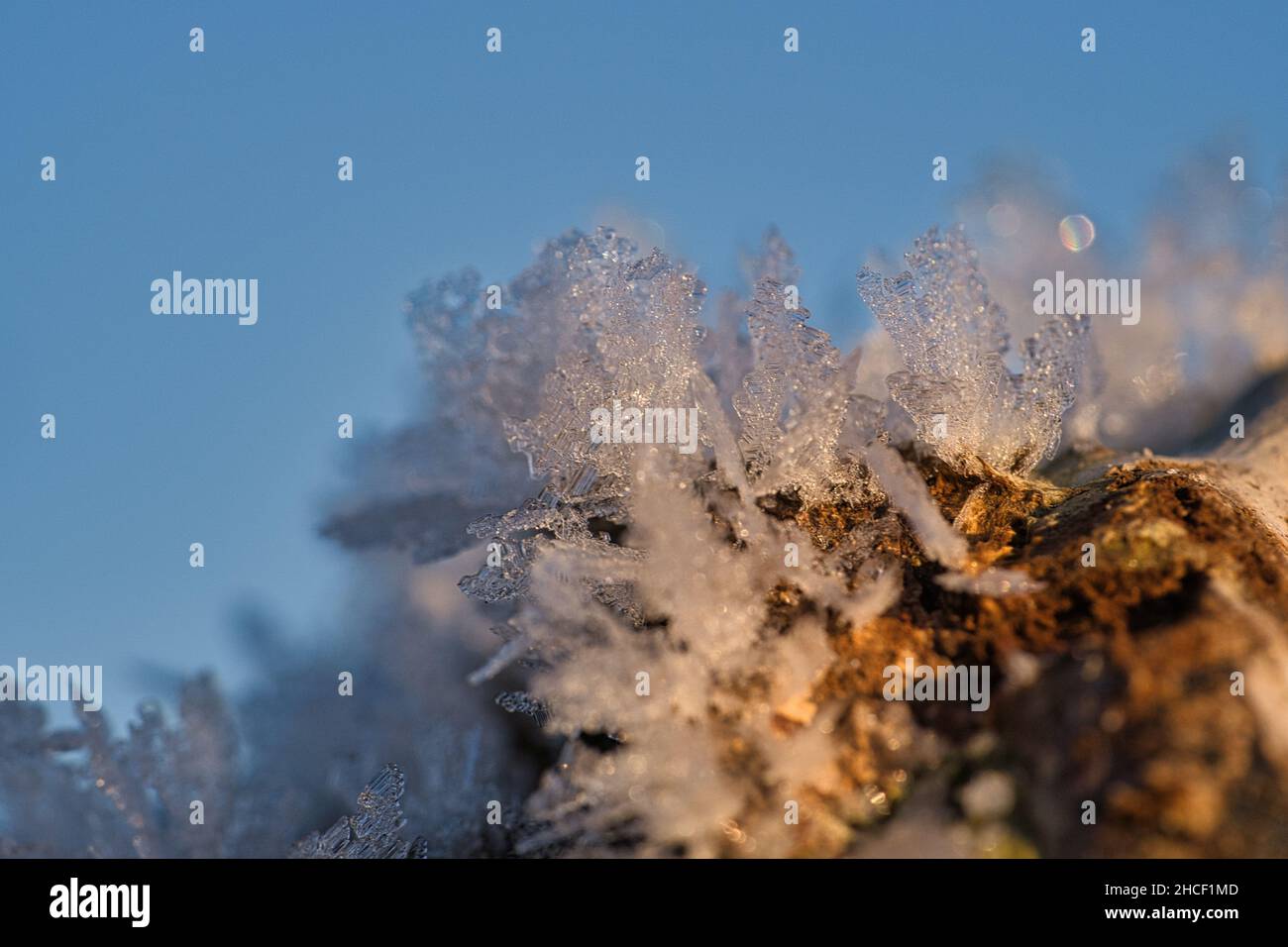 Cristalli di ghiaccio che si sono formati su un tronco di albero e sono cresciuti in altezza. Scatto invernale da Brandeburgo Foto Stock
