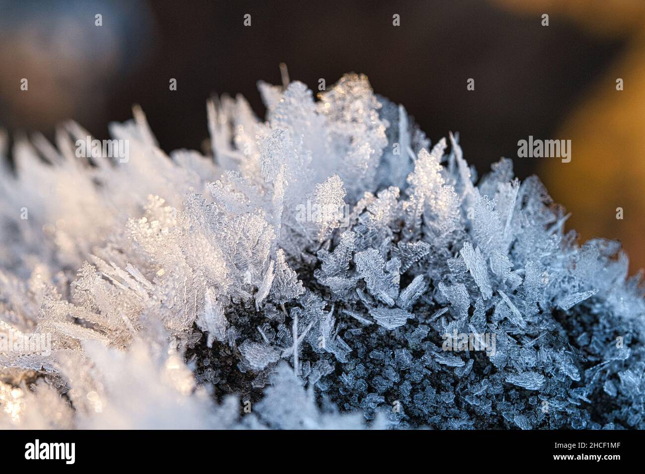 Cristalli di ghiaccio che si sono formati su un tronco di albero e sono cresciuti in altezza. Scatto invernale da Brandeburgo Foto Stock