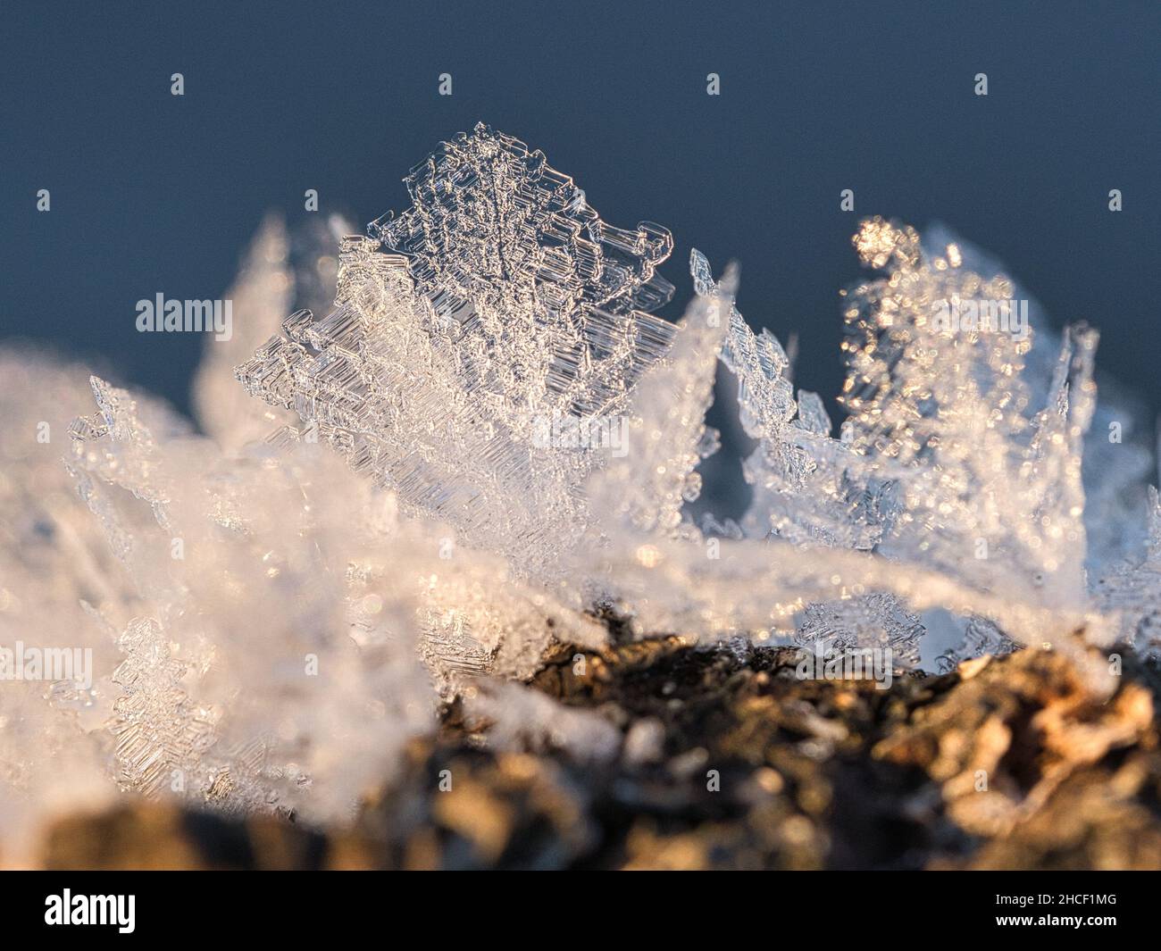 Cristalli di ghiaccio che si sono formati su un tronco di albero e sono cresciuti in altezza. Scatto invernale da Brandeburgo Foto Stock