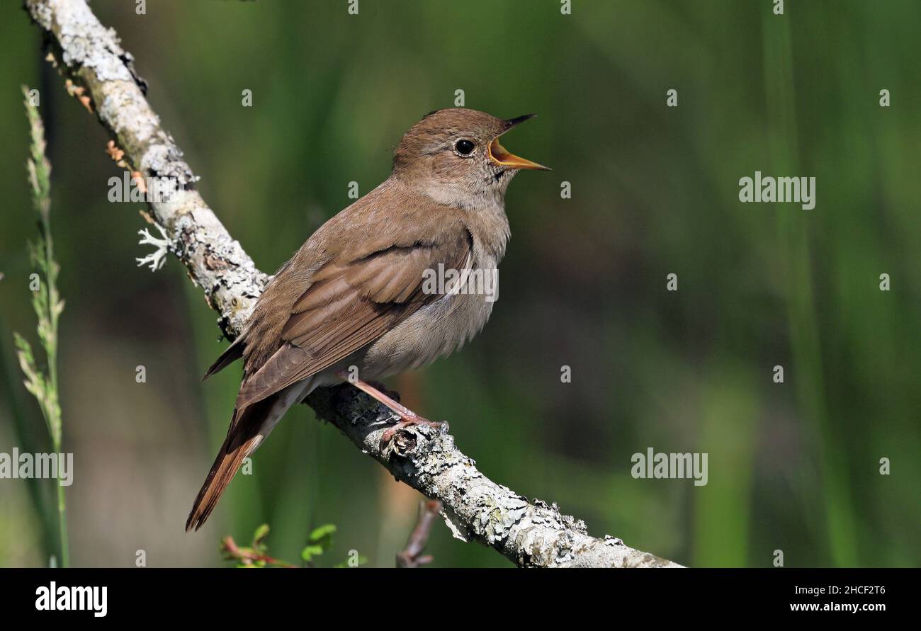 Thrush Nightingale, cantando da un ramoscello Foto Stock