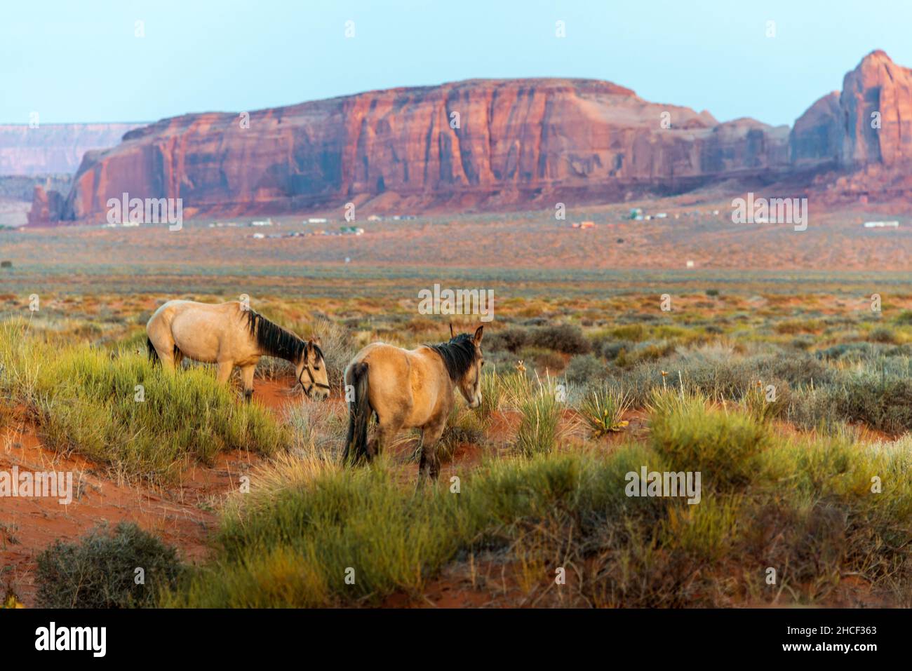Due cavalli pascolano sull'erba nella Monument Valley Foto Stock