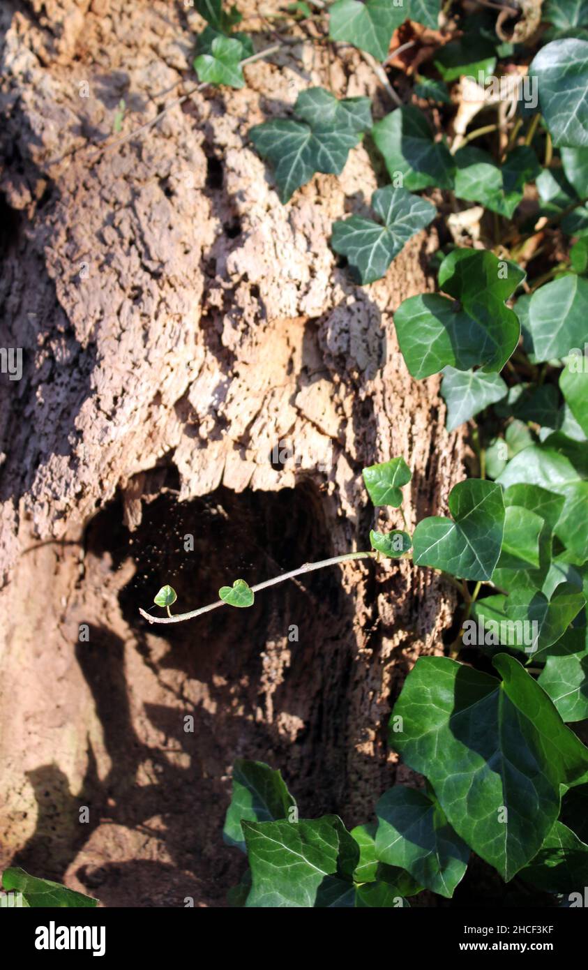 Edera comune 'Hedera Helix' piante che si arrampicano su un tronco di albero decadente in autunno luce del sole Foto Stock