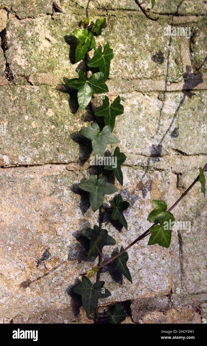 Una colonna di edera strisciante 'Hedera Helix' aggrappata ad un vecchio muro di pietra nella luce del sole d'autunno Foto Stock