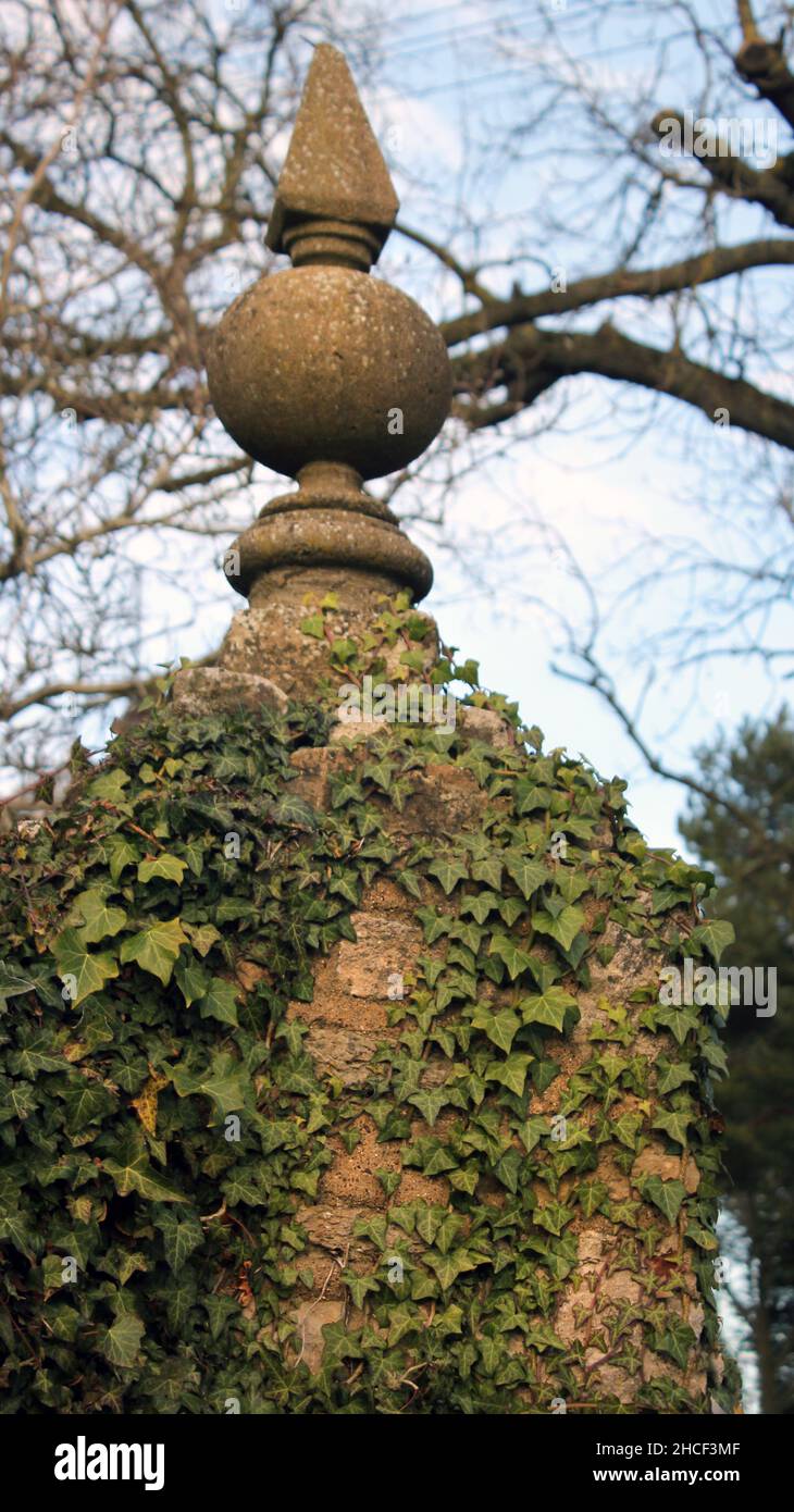 Un vecchio palo in pietra ornata coperto in edera ' Hedera Helix' che guarda maestoso nella luce del sole d'autunno Foto Stock
