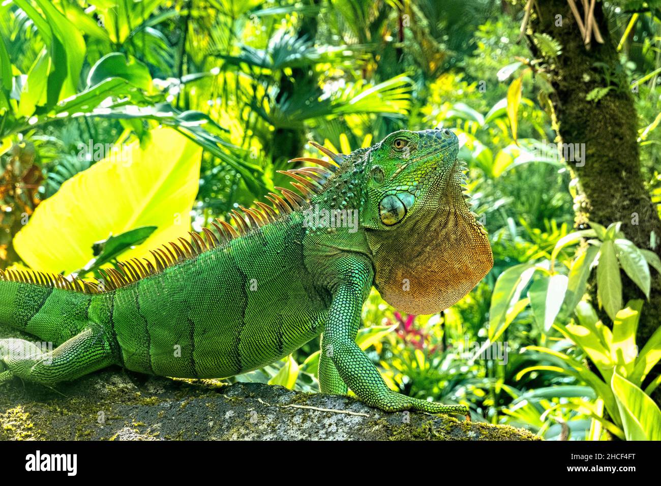 Verde iguana, Parco Nazionale Arenal, la Fortuna, Costa Rica Foto Stock