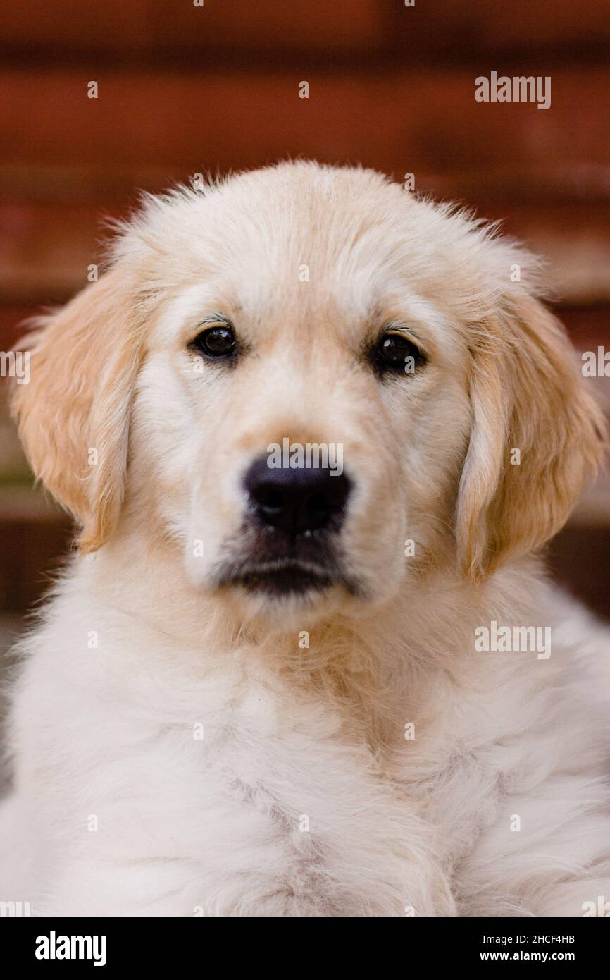 Serious Fluffy Golden Retriever Puppy condotto in giardino Foto Stock Serious Fluffy Golden Retriever Puppy condotto in giardino Foto Stock
