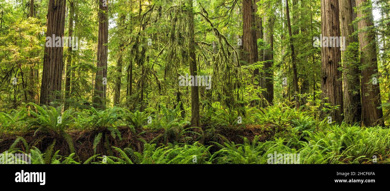 Un albero coperto di muschio e dword Fernsgrow da un albero di sequoie caduto nel Simpson Reed Grove in Jedediah Smith Redwoods state Park, Crescent City, Cal Foto Stock