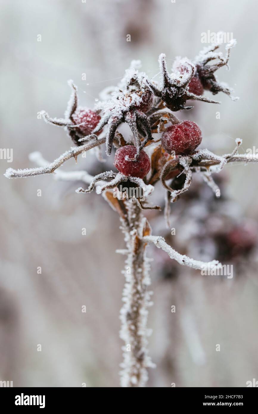 Fianchi di rose con gelo mattutino. Foto Stock