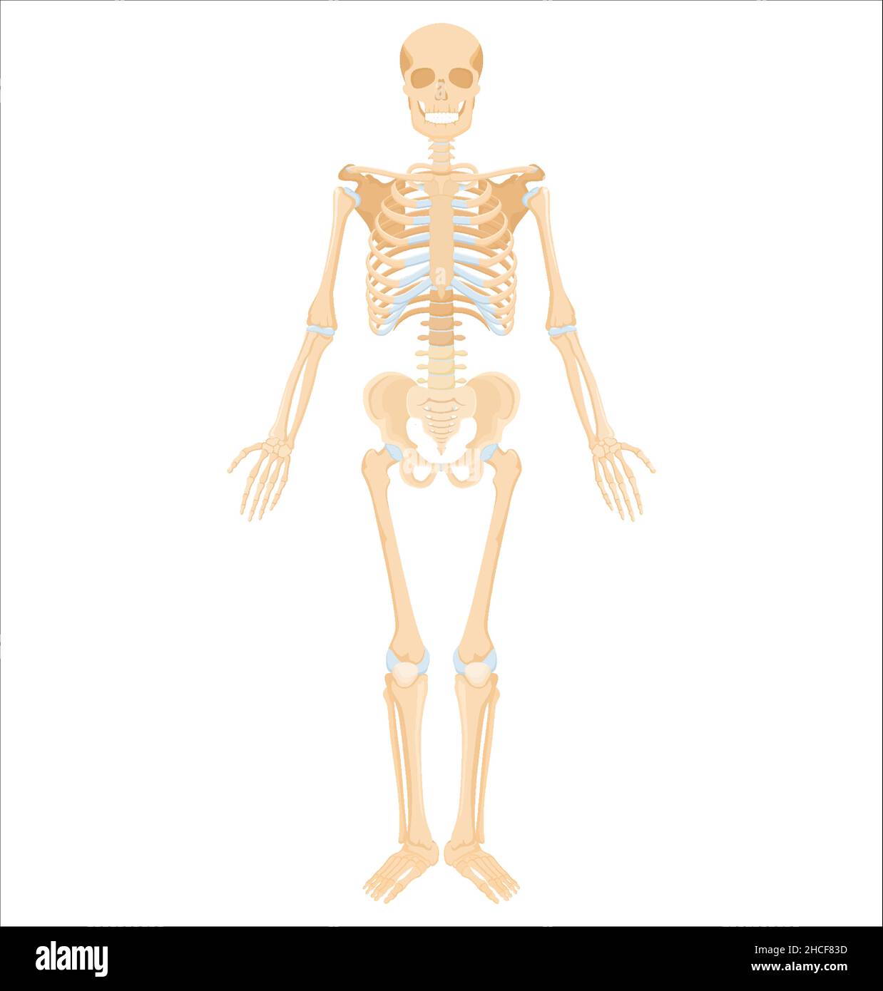 Scheletro umano. Banner anatomico medico. Ossa gialle realistiche degli arti o del cranio, tronco con colonna vertebrale e costole. Vista frontale del sistema scheletrico isolato Illustrazione Vettoriale
