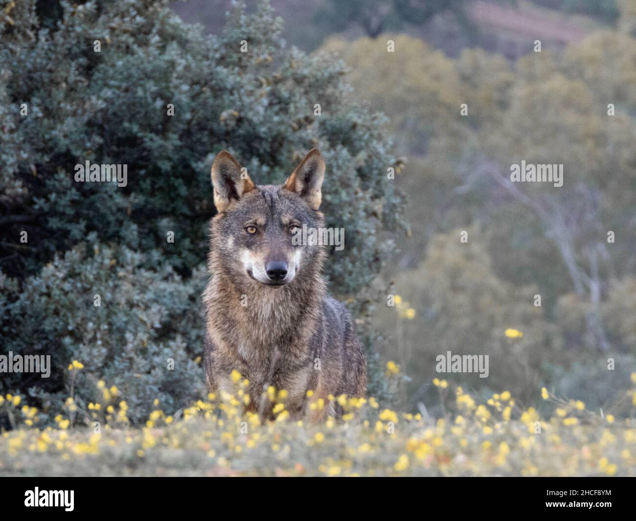 Selettivo di un lupo iberico (Canis lupus signatus) in una foresta Foto Stock