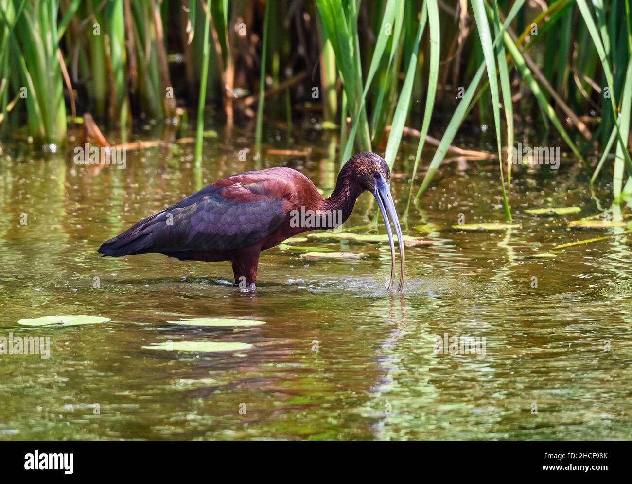 Un Ibis lucido (Plegadis falcinellus) che pervora in un lago. Anahuac National Wildlife Refuge. Houston, Texas, Stati Uniti. Foto Stock