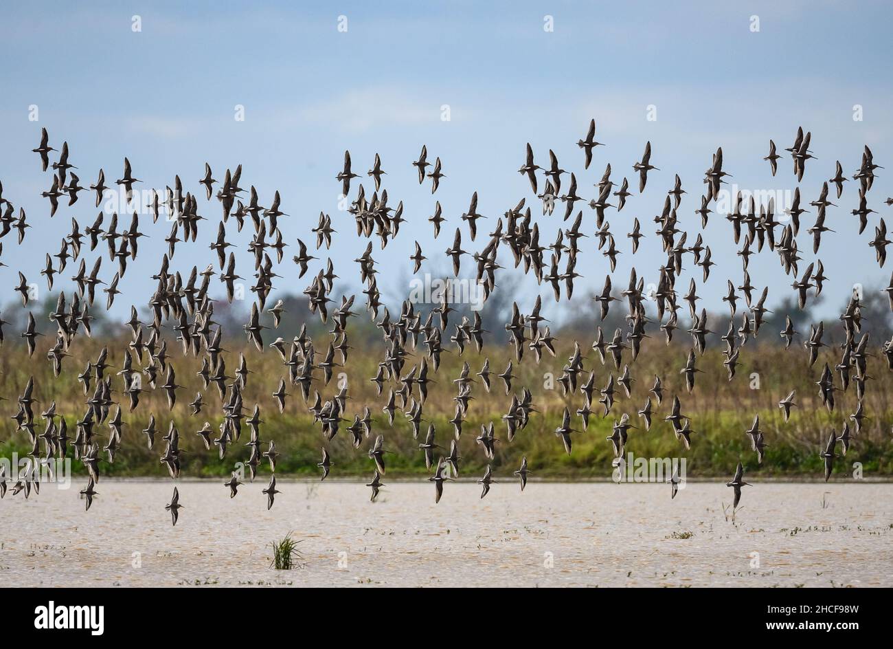 Gregge di Dowitchers a lungo fatturato (Lignodromus sculopaceus) che volano su un lago. Houston, Texas, Stati Uniti. Foto Stock