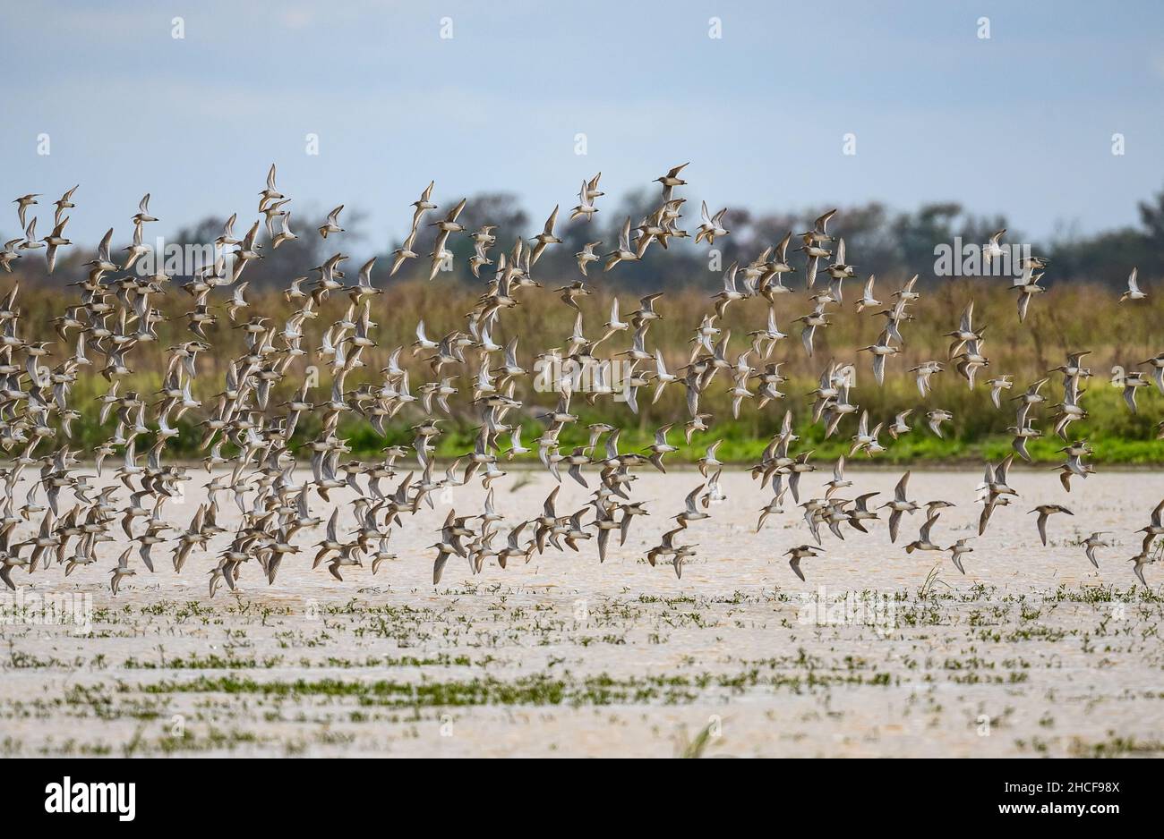Gregge di Dowitchers a lungo fatturato (Lignodromus sculopaceus) che volano su un lago. Houston, Texas, Stati Uniti. Foto Stock