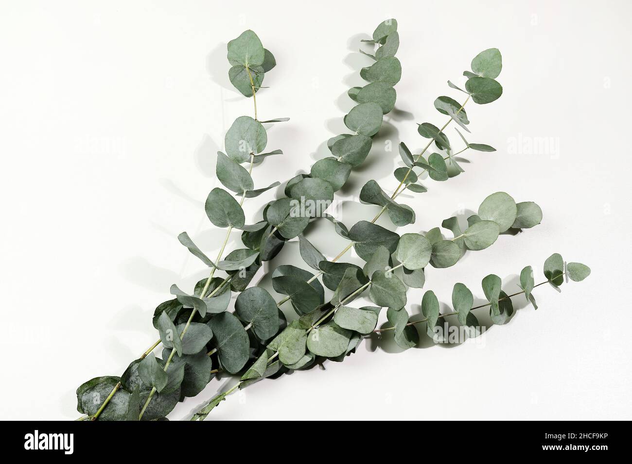 Foglie verdi eucalipto isolato su sfondo bianco. Disposizione piatta. Direttamente sopra. Foto Stock