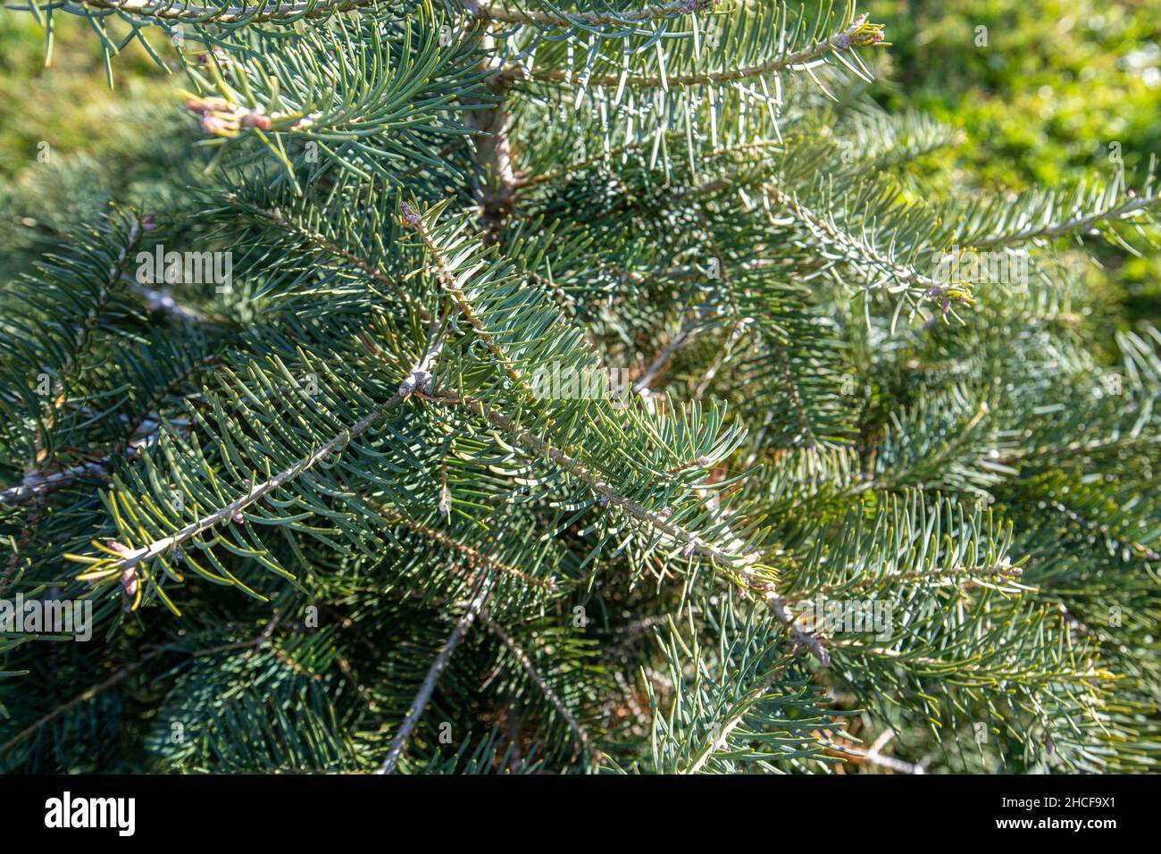 La luce dal sole che tramonta catturando gli aghi di un albero di Natale Foto Stock
