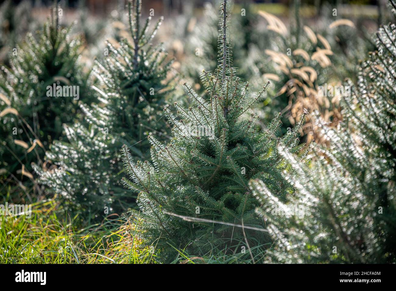 Un campo di alberi di Natale che crescono in una fattoria Foto Stock