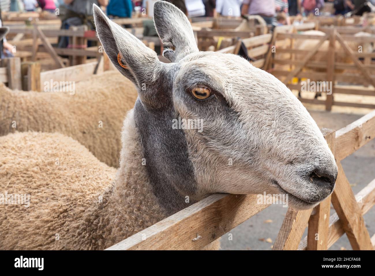 Primo piano di una pecora di Leicester Bluefronted alla fiera di pecore Masham nel North Yorkshire tenutasi nel mese di settembre. Bluefronted Leicester's sono riconoscibili da thei Foto Stock