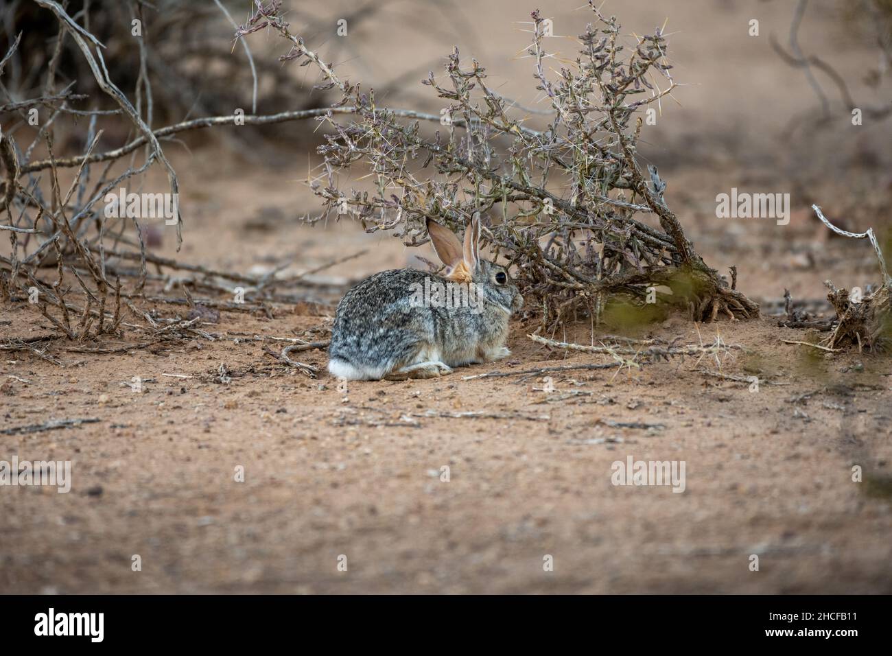 Piccolo coniglietto nel deserto che si nasconde dietro Scrub Brush nel Parco Nazionale di Big Bend Foto Stock