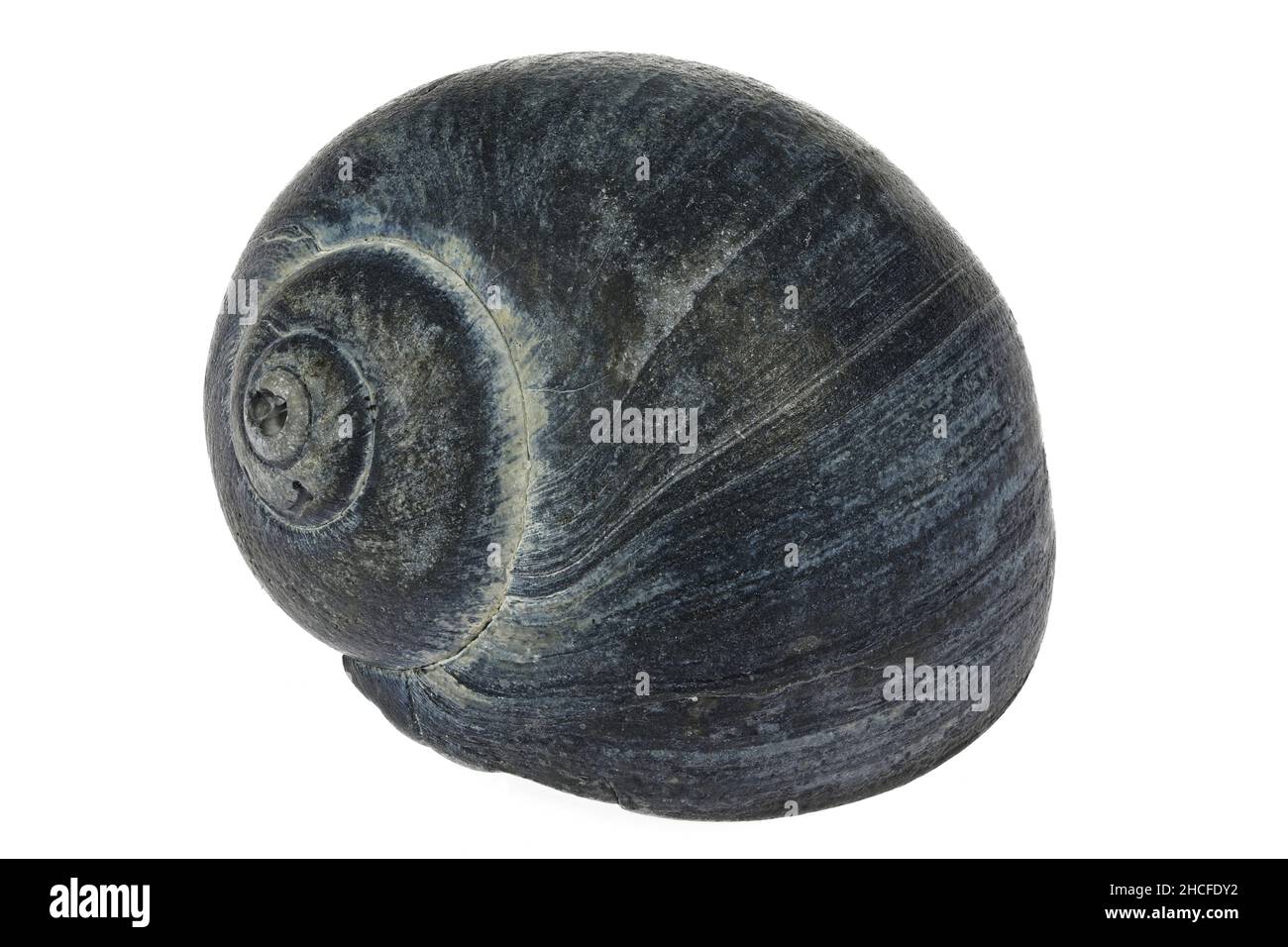 Comune periwinkle (Littorina litorea) dalla costa olandese del Mare del Nord isolato su sfondo bianco Foto Stock