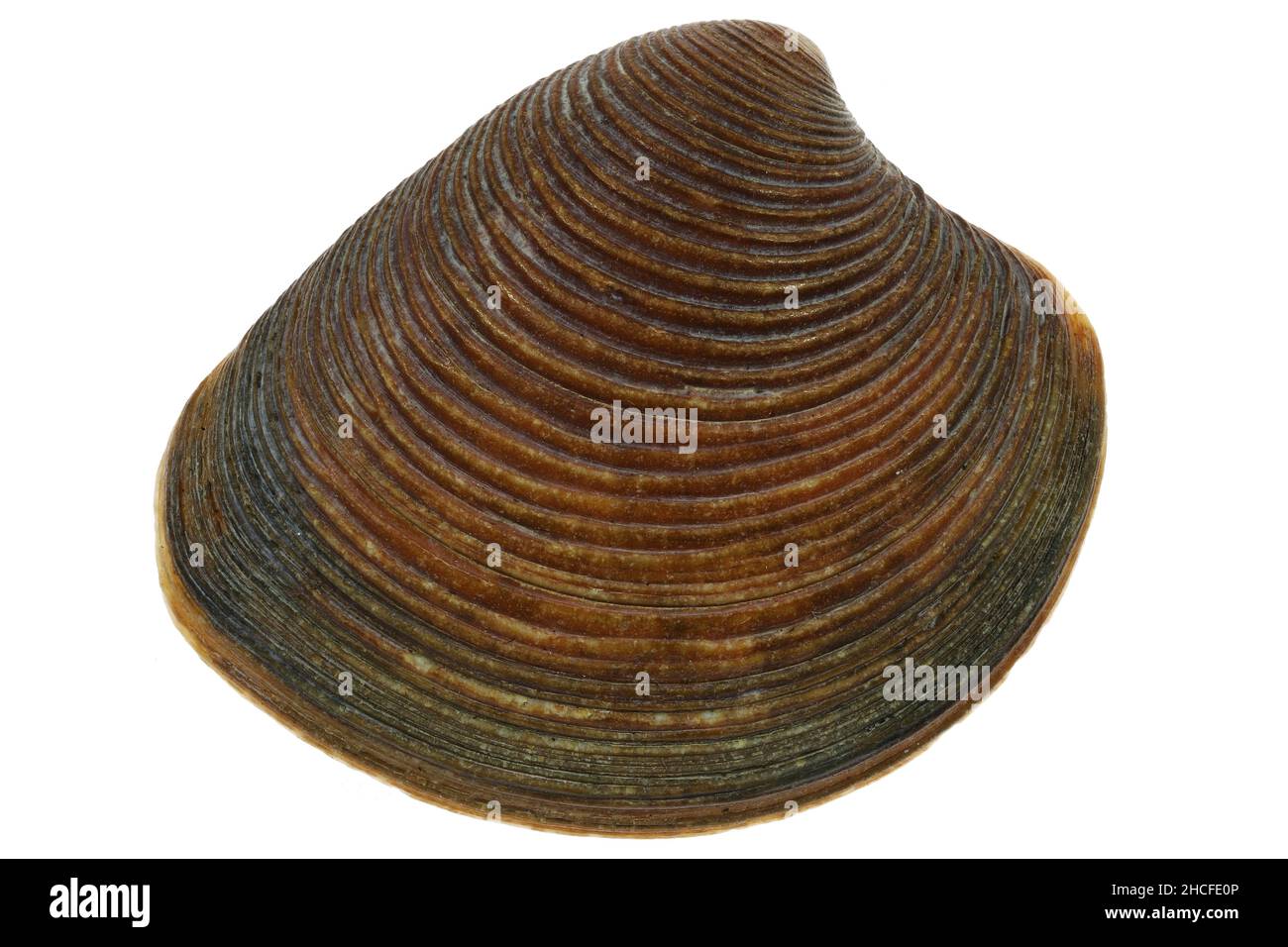 Conchiglia venosa a strisce (Chamelaea striatula) dalla costa olandese del Mare del Nord isolata su sfondo bianco Foto Stock