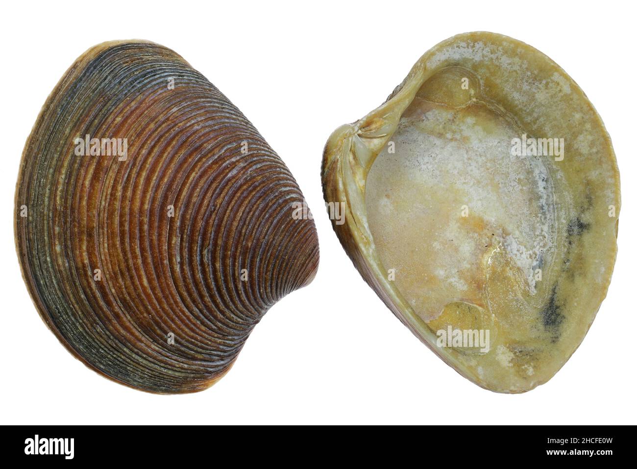 Conchiglia venosa a strisce (Chamelaea striatula) dalla costa olandese del Mare del Nord isolata su sfondo bianco Foto Stock
