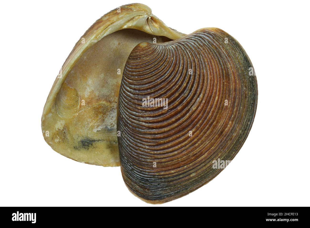 Conchiglia venosa a strisce (Chamelaea striatula) dalla costa olandese del Mare del Nord isolata su sfondo bianco Foto Stock