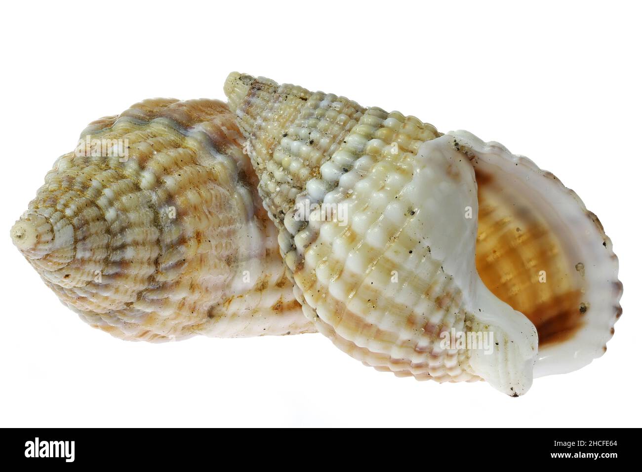 Netted dog-whelk (Nassarius reticulatus) dalla costa olandese del Mare del Nord isolato su sfondo bianco Foto Stock