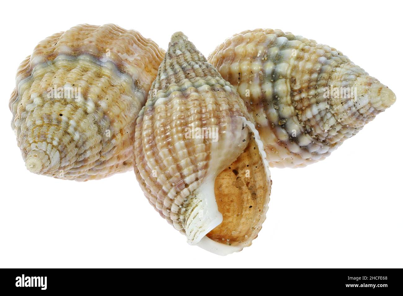 Netted dog-whelk (Nassarius reticulatus) dalla costa olandese del Mare del Nord isolato su sfondo bianco Foto Stock