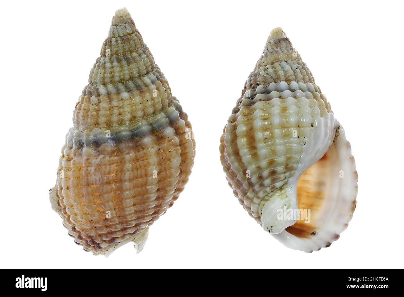 Netted dog-whelk (Nassarius reticulatus) dalla costa olandese del Mare del Nord isolato su sfondo bianco Foto Stock