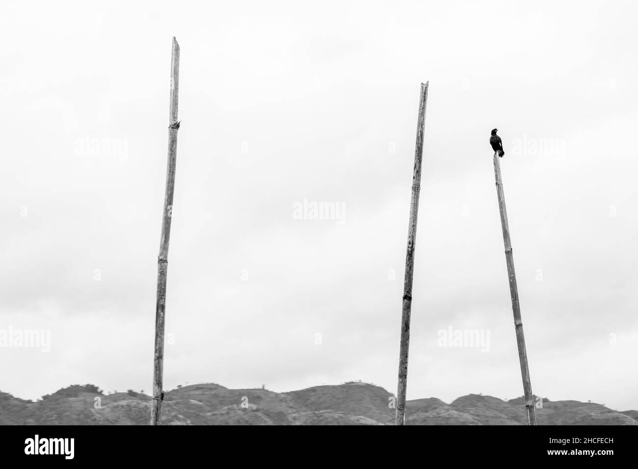 Un piccolo uccello nero arroccato sopra un bastone alto di bambù, nel lago di Inle, Myanmar Foto Stock