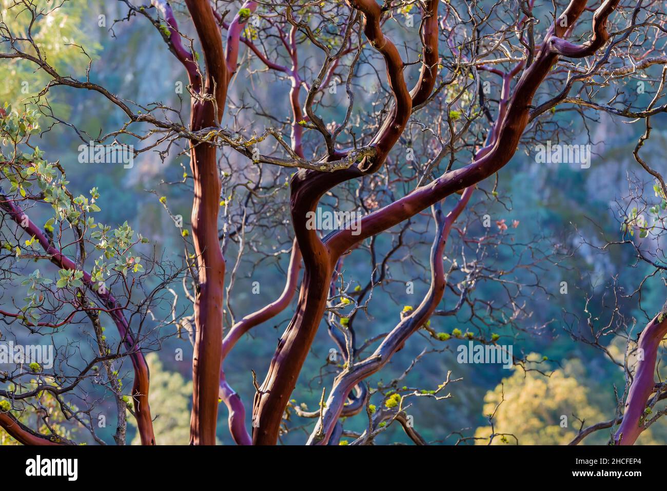 Manzanita grande a bacca, Manzanita glauca, nel chaparral del Parco Nazionale dei Pinnacoli, California, USA Foto Stock