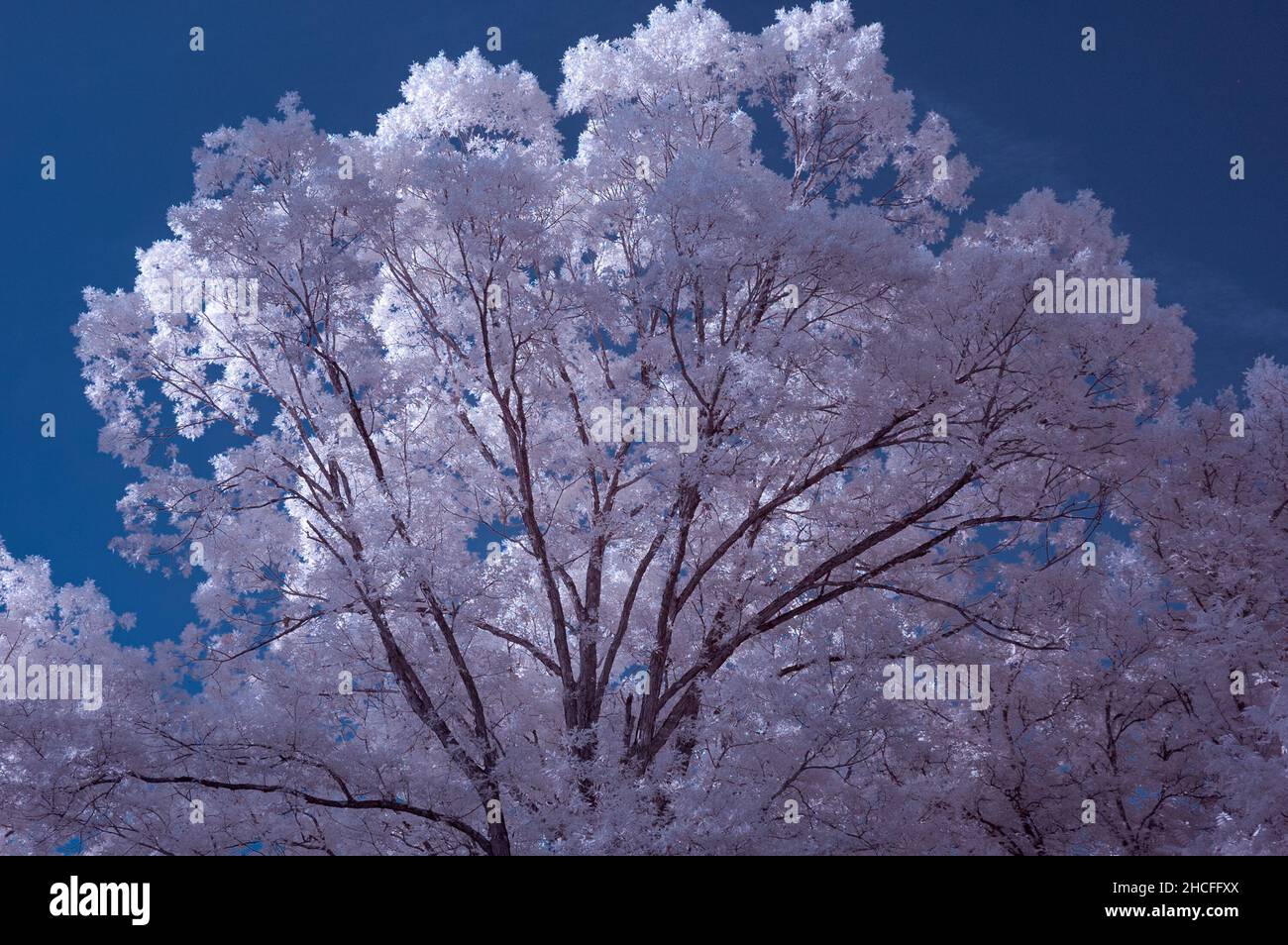Immagine natura a infrarossi Foto Stock