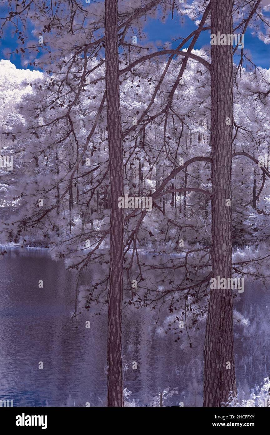 Immagine natura a infrarossi Foto Stock