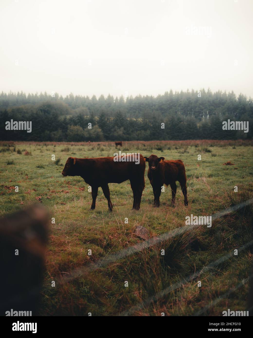 Le mucche al pascolo nel campo Foto Stock