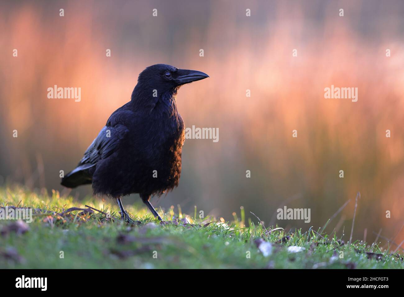 Il corvo carraone è un uccello passerino della famiglia Corvidae e del genere Corvus, originario dell'Europa occidentale e del Paleartico orientale. Foto Stock