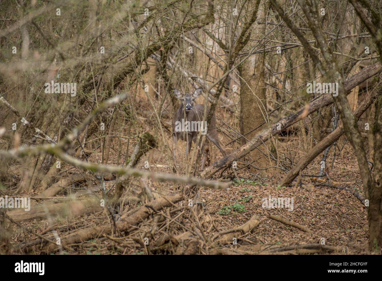 Giovane cervo maschio buck nascosto dietro il pennello e alberi caduti mimetizzazione nei dintorni della foresta, attenzione e guardando in inverno Foto Stock