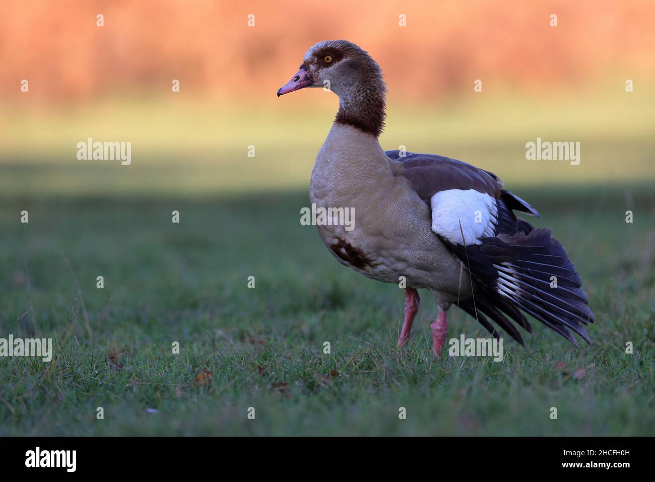 L'oca egiziana è un membro dell'anatra, oca, e Swan famiglia anatidi. È nativo dell Africa a sud del Sahara e della Valle del Nilo. Foto Stock