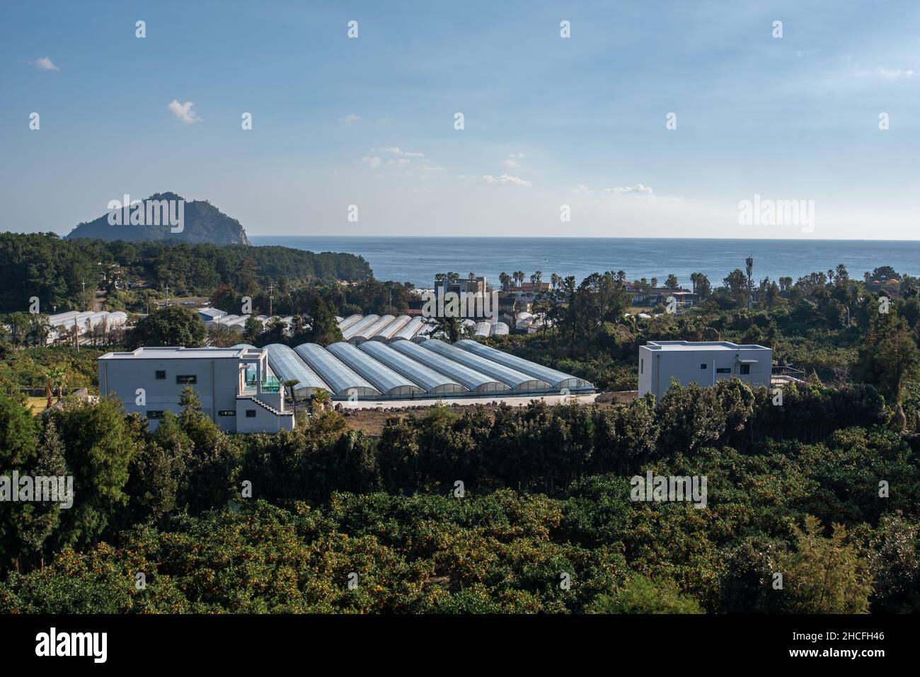 Veduta aerea dei campi industriali di arancio a Seogwipo, Isola di Jeju Foto Stock