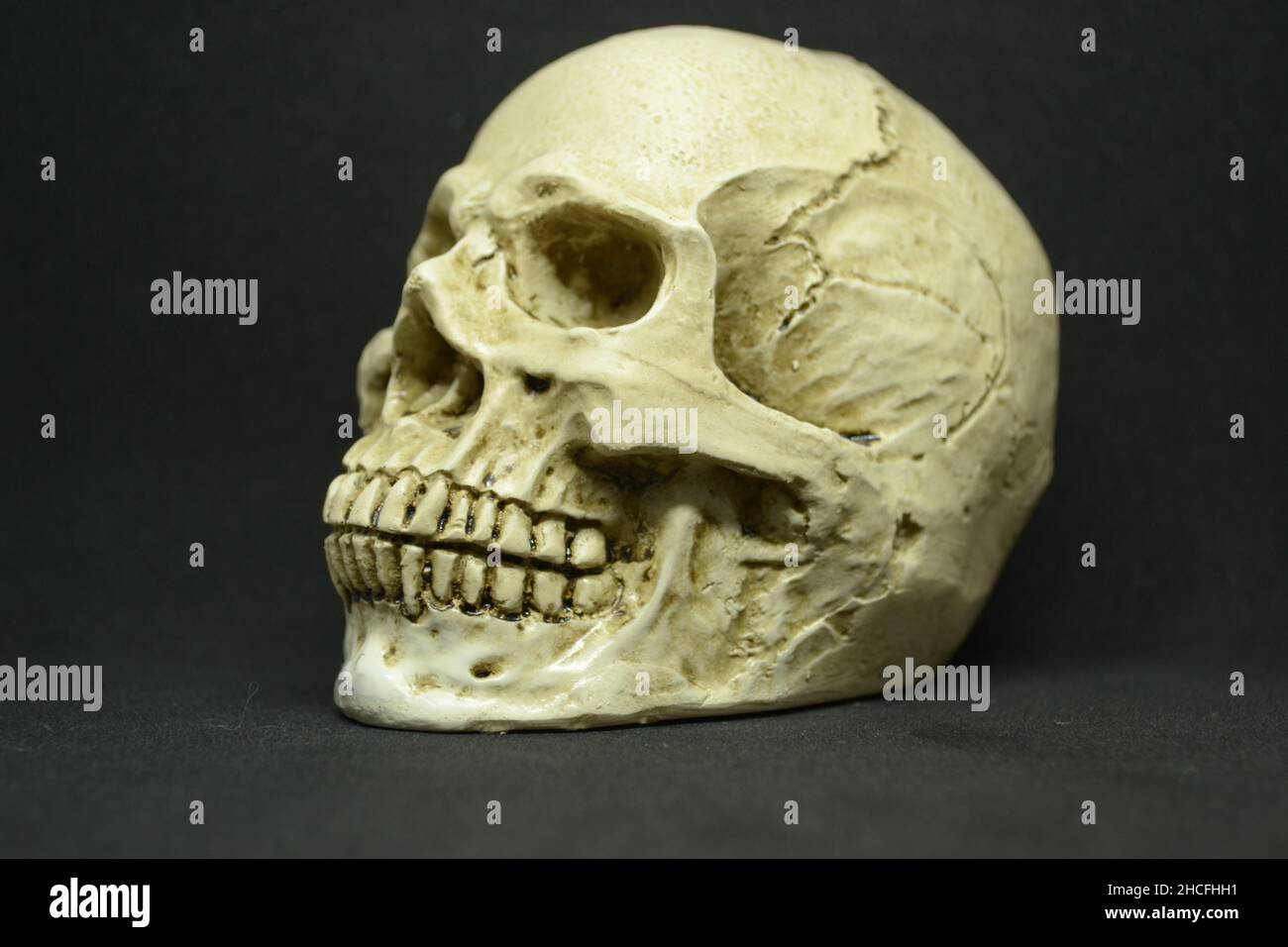 Primo piano del cranio umano su sfondo scuro. Foto Stock