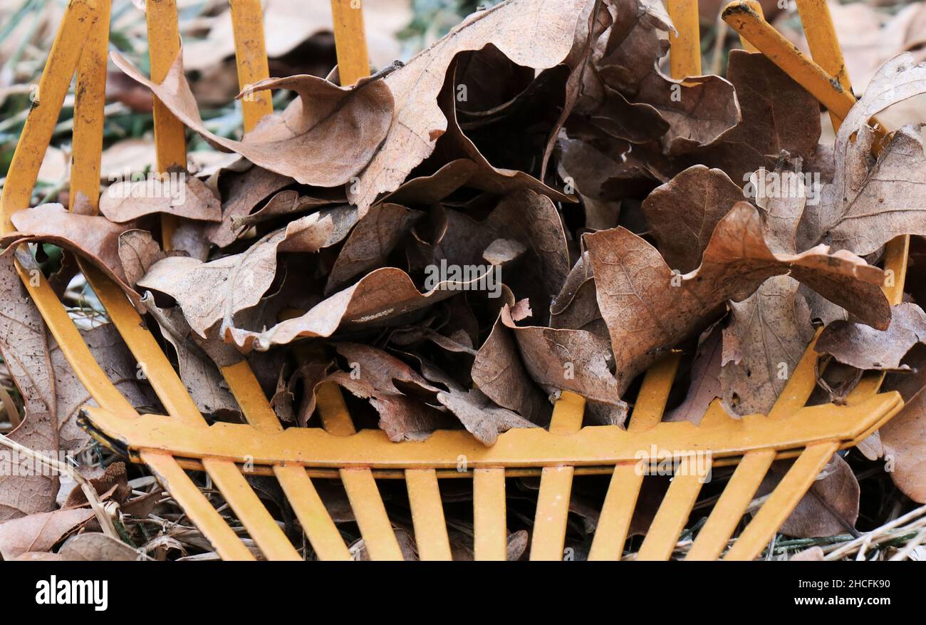 Primo piano di foglie secche autunnali su un rastrello Foto Stock