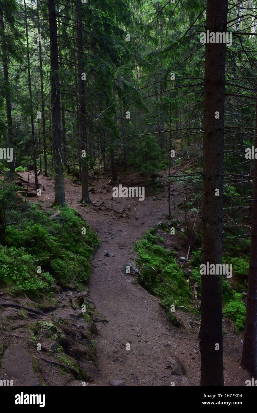 Un tortuoso sentiero sterrato tra alberi in una foresta sempreverde di conifere Foto Stock