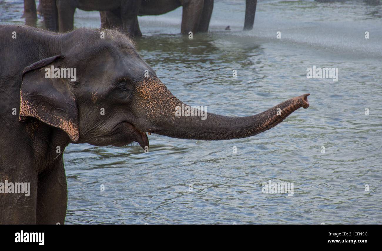 Primo piano di un elefante in uno stagno in una casa orfana di elefante, Kandy, Sri Lanka Foto Stock